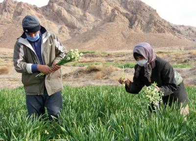 خبرنگاران برداشت گل نرگس از مزارع خوسف