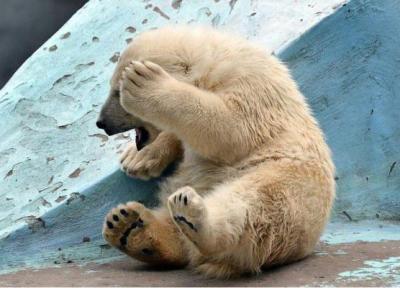 طراحی خانه ویلایی کوچک: واکنش جالب یک توله خرس در باغ وحش روسیه