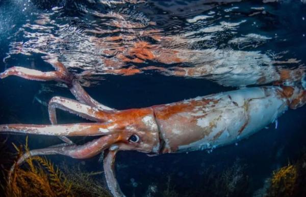 مواجهه ترسناک با یکی از اسرارآمیزترین موجودات اقیانوس ، عکس