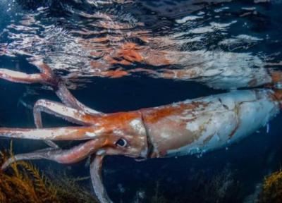 مواجهه ترسناک با یکی از اسرارآمیزترین موجودات اقیانوس ، عکس