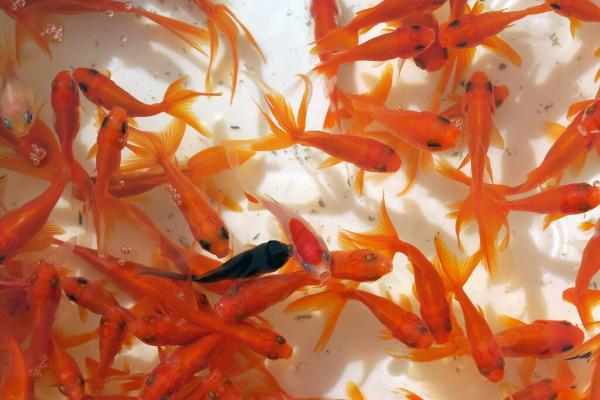چگونه از ماهی قرمز سفره هفت سین نگهداری کنیم؟ ، برترین دما برای ماهی های قرمز