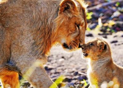 یک روز عادی در سافاری چگونه خواهد بود؟